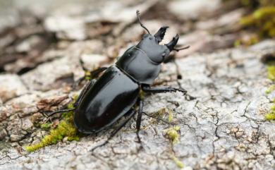 Neolucanus swinhoei Bates, 1866 紅圓翅鍬形蟲