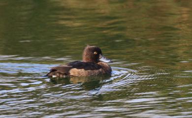 Aythya fuligula (Linnaeus, 1758) 鳳頭潛鴨