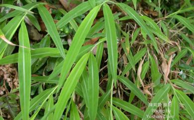 Microstegium ciliatum (Trin.) A.Camus 剛莠竹