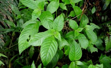 Ophiorrhiza kuroiwae Makino 小花蛇根草