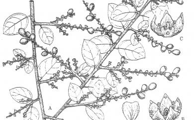 Sageretia thea var. thea (Osbeck) M.C.Johnst. 雀梅藤