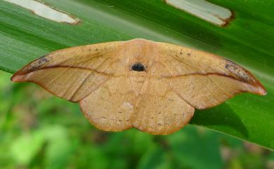 Oreta insignis (Butler, 1877) 虎皮楠帶鉤蛾