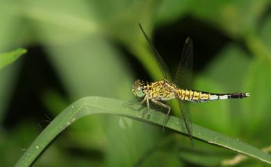 Acisoma panorpoides panorpoides Rambur, 1842 粗腰蜻蜓