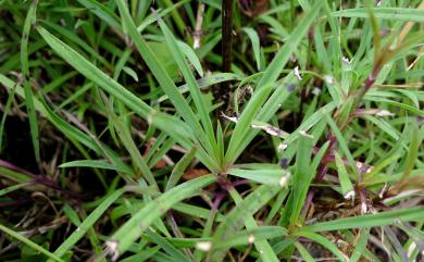 Dianthus pygmaeus Hayata 玉山石竹