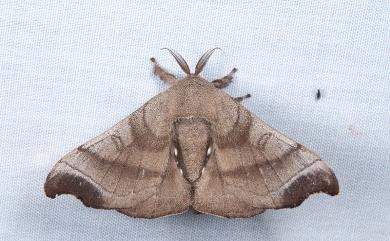 Bombyx mandarina formosana (Matsumura, 1927) 野家蠶