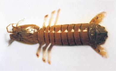 Clorida rotundicauda (Miers, 1880) 圓尾綠蝦蛄