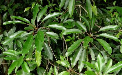 Daphniphyllum glaucescens subsp. oldhamii (Hemsl.) T.C.Huang 奧氏虎皮楠