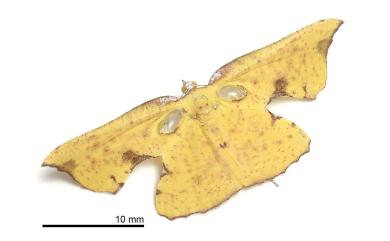 Corymica spatiosa Prout, 1925