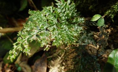 Abrodictyum obscurum (Blume) Ebihara & K.Iwats. 線片長片蕨