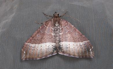 Xenortholitha corioidea (Bastelberger, 1911)