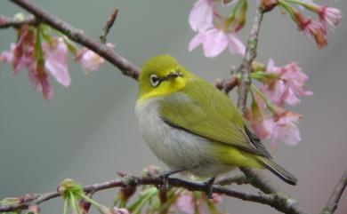 Zosterops japonicus Temminck & Schlegel, 1847 日菲繡眼