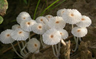 Coprinus patouillardii 帕氏鬼傘