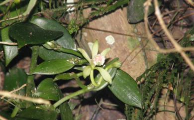 Vanilla albida 臺灣梵尼蘭