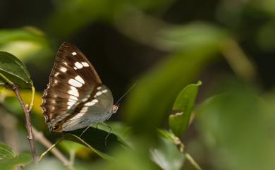 Helcyra plesseni (Fruhstorfer, 1913) 普氏白蛺蝶