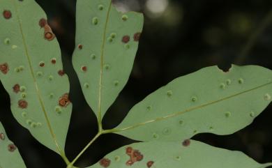 Litchiomyia chinensis Yang & Luo, 1999 荔枝癭蚋