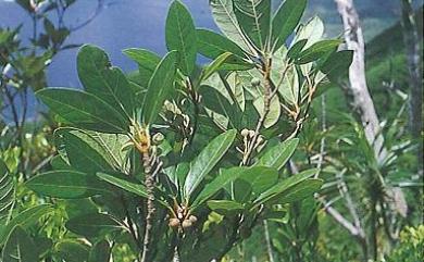 Ficus pedunculosa var. pedunculosa Miq. 蔓榕