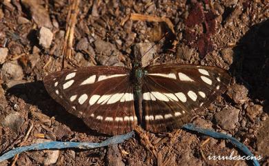 Neptis soma tayalina Murayama & Shimonoya, 1968 斷線環蛺蝶