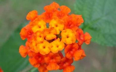 Lantana camara L. 馬纓丹