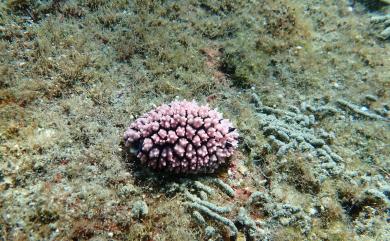 Phyllidiella cooraburrama Brunckhorst, 1993