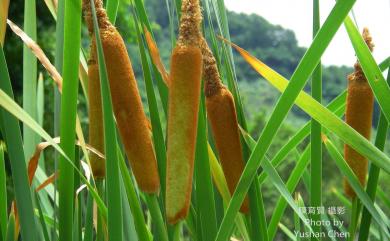 Typha orientalis 香蒲