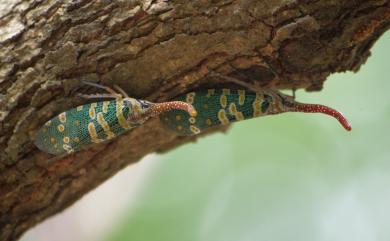 Pyrops candelaria (Linnaeus, 1758) 龍眼雞