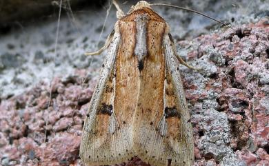 Mythimna albomarginata rubea Yoshimatsu, 1994 白緣秘夜蛾