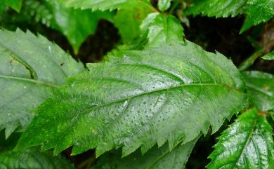 Hydrangea densifolia (C.F.Wei) Y.De Smet & Granados 臺灣草紫陽花