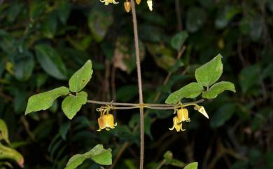 Clematis leschenaultiana 銹毛鐵線蓮