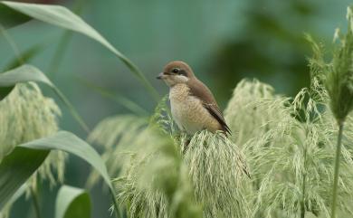 Lanius cristatus cristatus Linnaeus, 1758 紅尾伯勞(指名亞種)