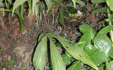 Paraphaius flavus (Blume) J.W. Zhai, Z.J. Liu & F.W. Xing 黃鶴頂蘭
