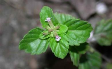 Clinopodium gracile (Benth.) Kuntze 光風輪