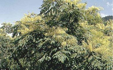 Aralia decaisneana 鵲不踏