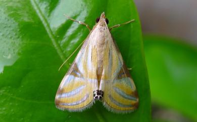 Talanga sexpunctalis (Moore, 1877)