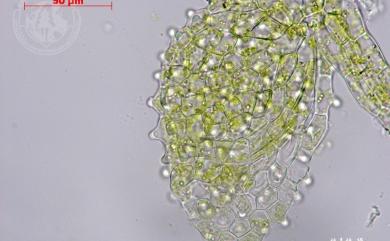 Cololejeunea grossepapillosa 粗疣疣鱗蘚