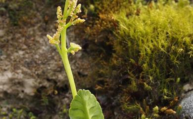 Botrychium lunaria 扇羽陰地蕨