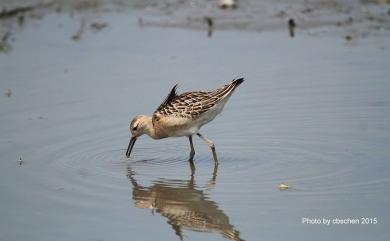 Calidris pugnax (Linnaeus, 1758) 流蘇鷸