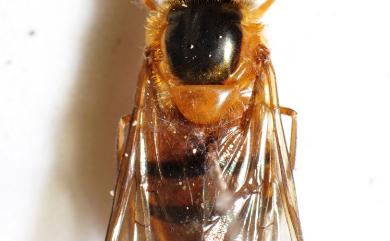 Eristalis 碧玉蚜蠅屬