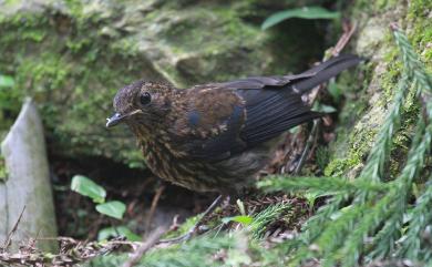 Myiomela leucura montium Swinhoe, 1864 白尾鴝