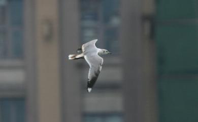 Larus canus kamtschatschensis Bonaparte, 1857 海鷗(堪察加亞種)