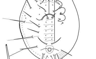 Aleurocanthus woglumi Ashby, 1915 柑黑刺粉蝨