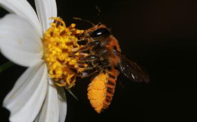 Megachilidae 切葉蜂科