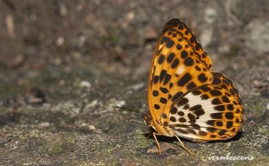 Timelaea albescens formosana Fruhstorfer, 1908 白裳貓蛺蝶