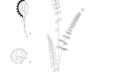 Lindsaea orbiculata (Lam.) Mett. ex Kuhn 圓葉鱗始蕨