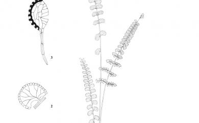 Lindsaea orbiculata 圓葉鱗始蕨