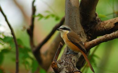 Lanius cristatus lucionensis (Linnaeus, 1766) 紅尾伯勞(普通亞種)