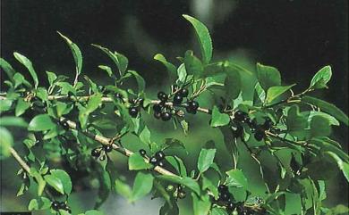 Rhamnus pilushanensis Y.C.Liu & C.M.Wang 畢祿山鼠李