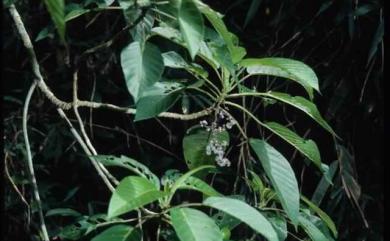 Dendrocnide meyeniana (Walp.) Chew 咬人狗