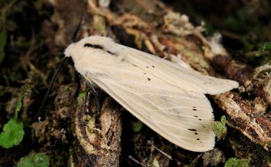 Spilarctia subtestacea (Rothschild, 1910) 黃腹污燈蛾