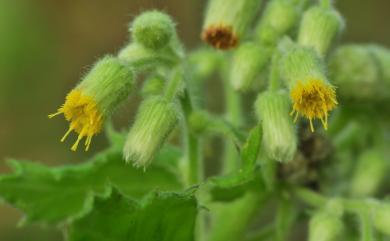 Blumea oblongifolia Kitam. 臺灣艾納香