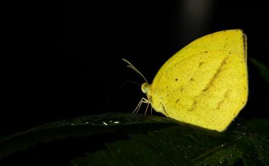 Eurema laeta punctissima 角翅黃蝶